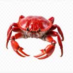 CoolCrab