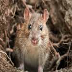 ratman2321