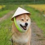 Shibe