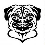 Pug