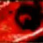 embryo