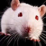 Ratoncillo