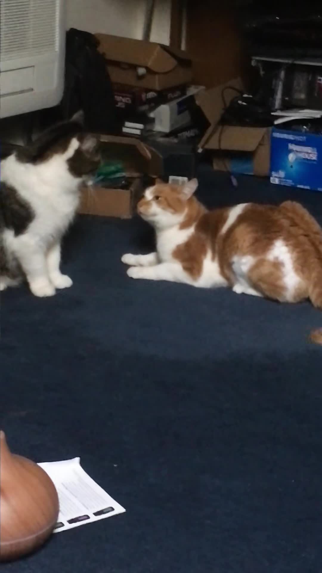 goofy ass cats