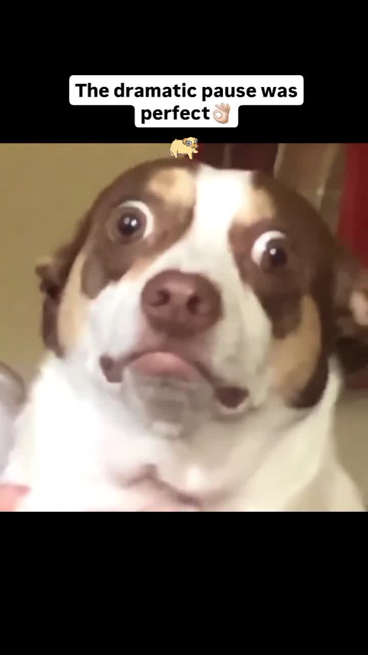 adorable perrito