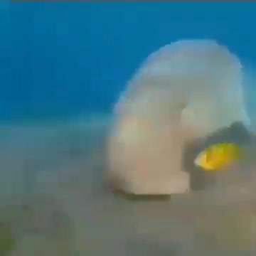 STFU YOU MANATEE