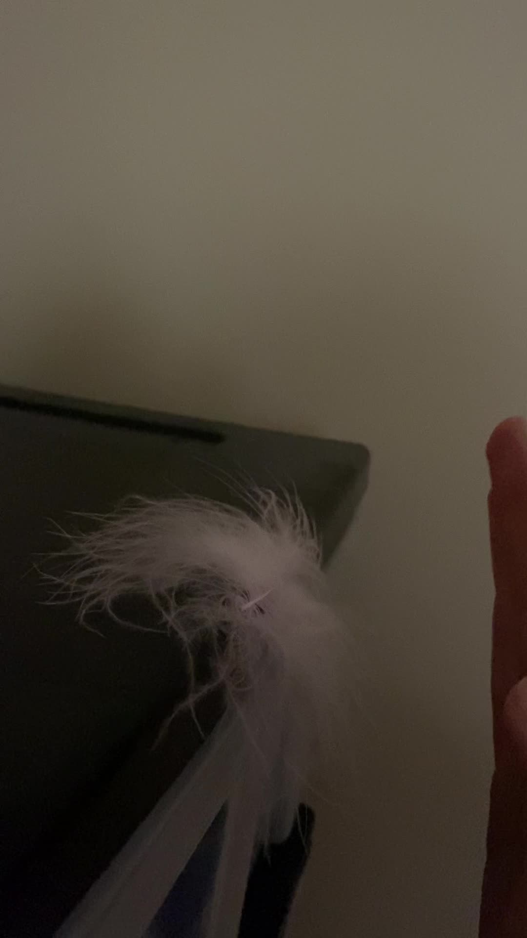 I moved the feather with my Ki! 😮