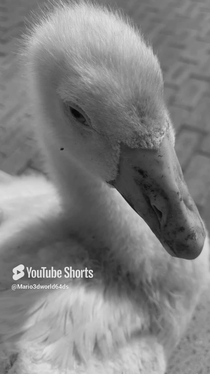 Goose