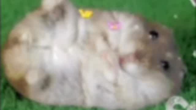 hamster_love