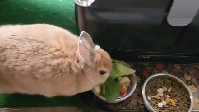 cute buni eating