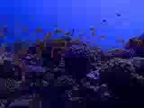 www.deepdive.com