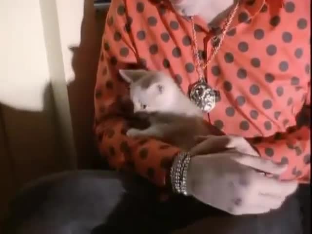 The Love cats