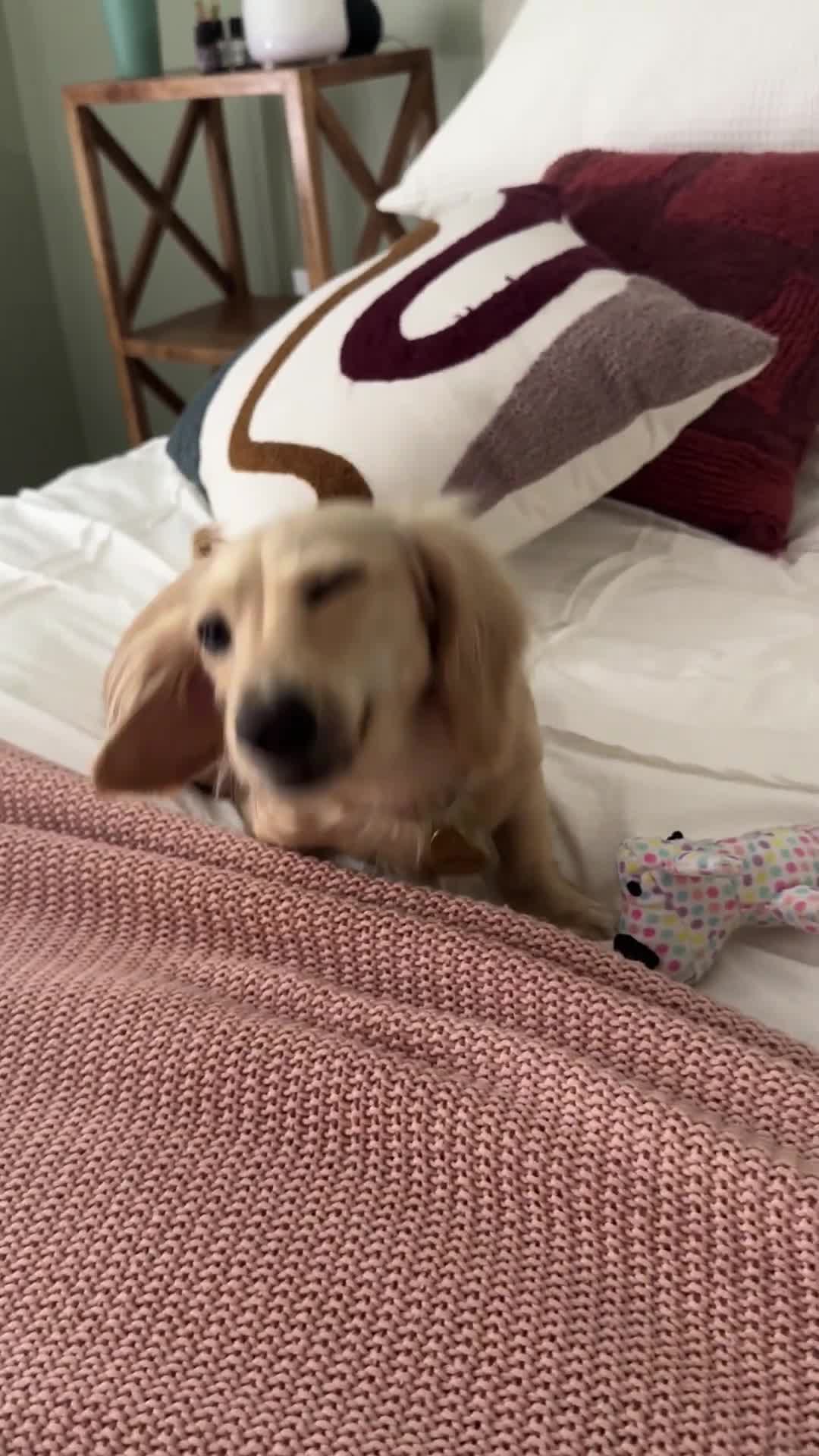 Dog smirk