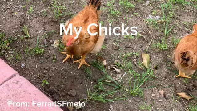 My Chicks