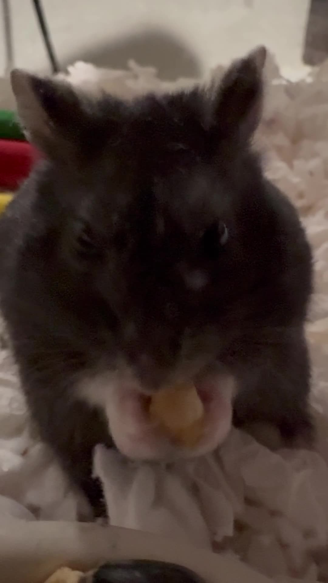 blackie eats peanut