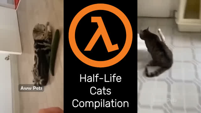 Half Life Cat Compilation