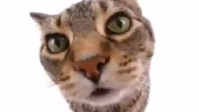 Gatos chistosos
