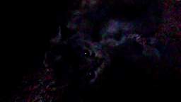 my cats.wav
