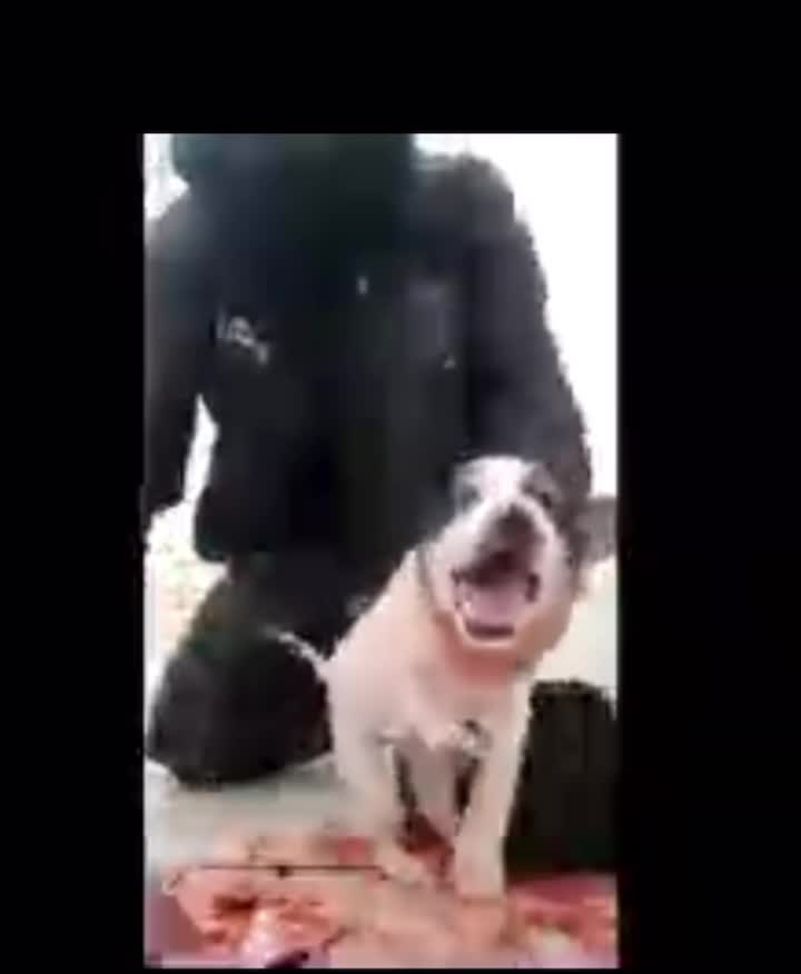 TRY NOT TO LAUGH (IMPOSSIBLE)