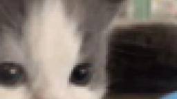 the little meow meow