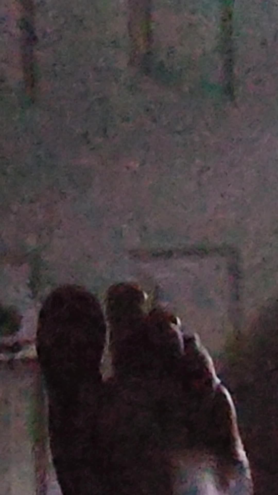 Foot