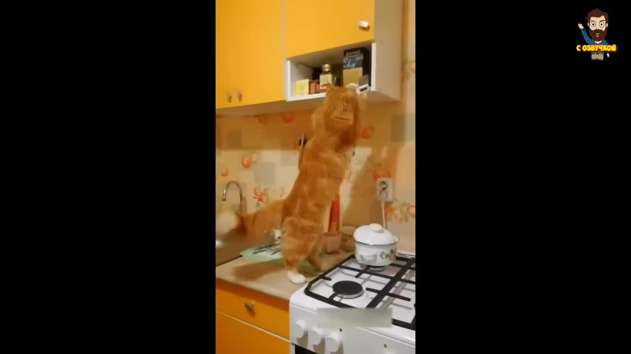 Приколы с котами! Смешные коты С ОЗВУЧКОЙ! ПРИКОЛЫ С ЖИ