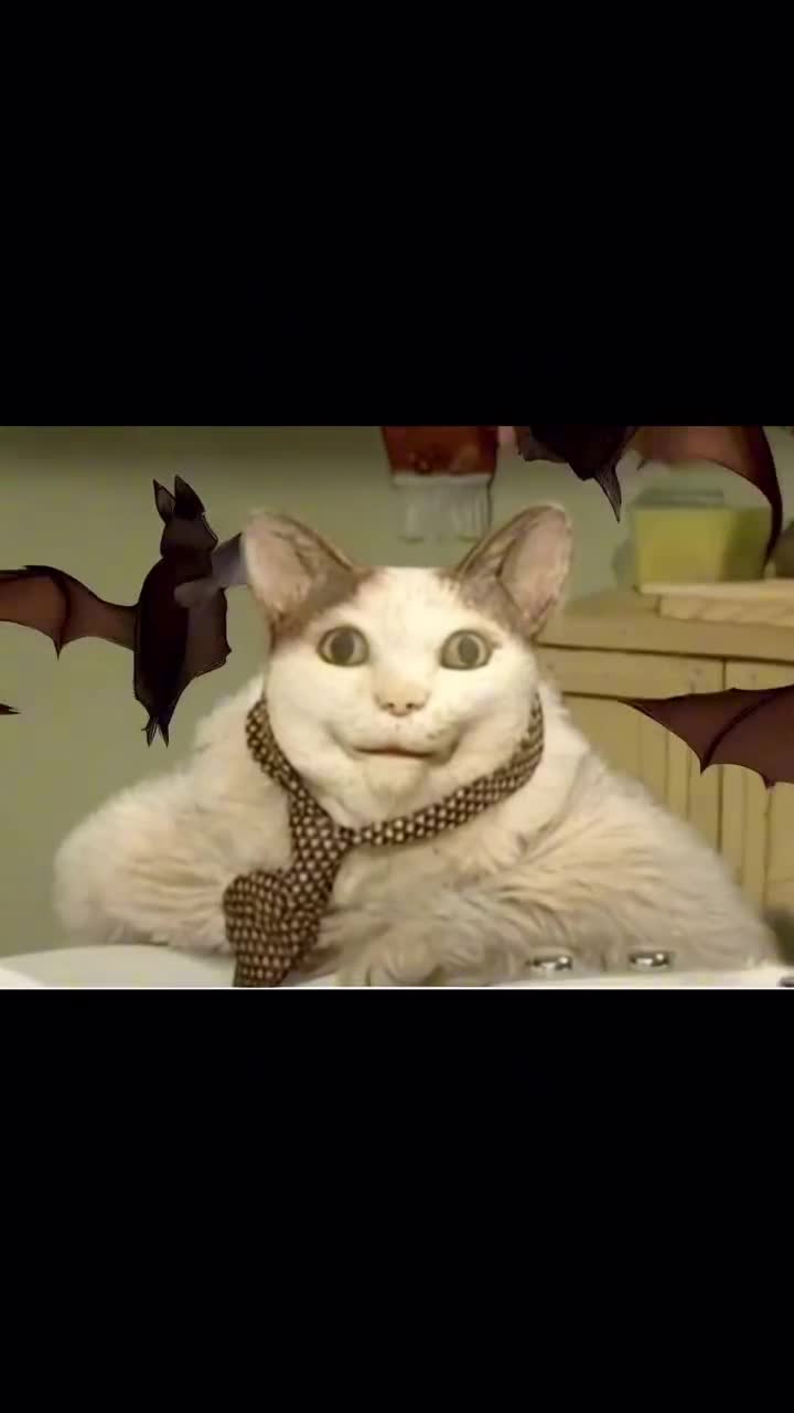 lindo gatito