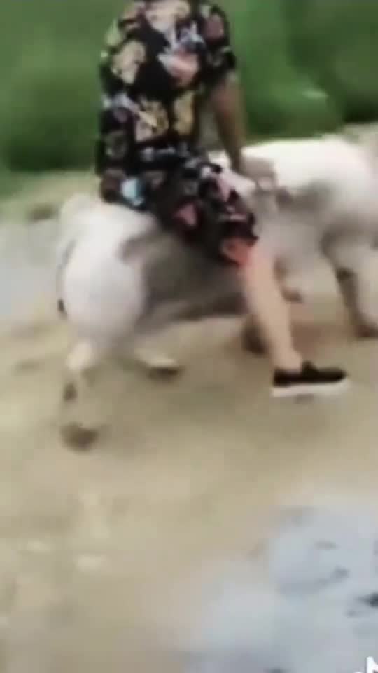 An Asian man is riding a pig.