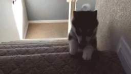 Perro se cae Y EXPLOTA!!!