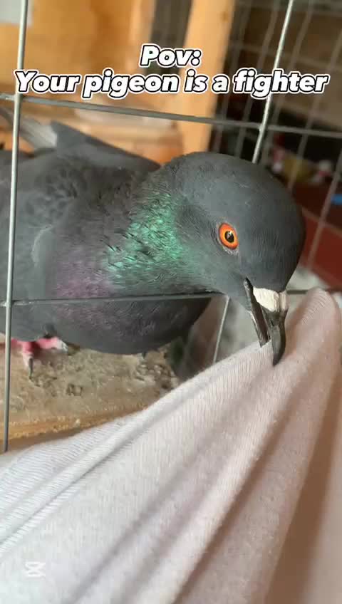 POV: Your pigeon is a fighter