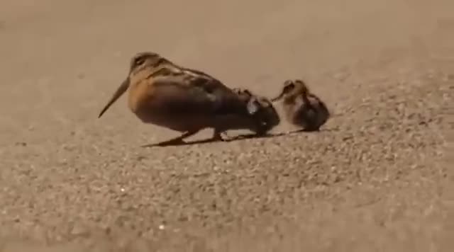 American woodcock dance