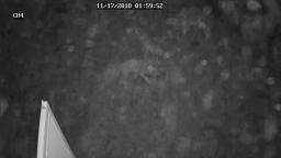 [2018-11-17] Animal Behaviour — Neighbour's Dogs Kill Cat