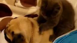Gato-hace-masaje-a-un-perro (1)