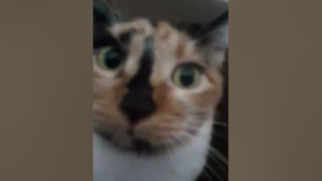 Desperate Meowers #minis