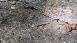 vlpmv - frog fucking dies
