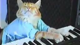 Charlie Schmidt's Keyboard Cat!