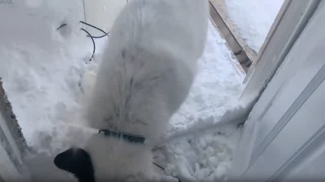 She Came In Like That Haha