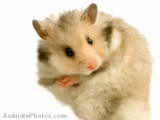 It's Hamster Time!