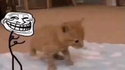 Cat push