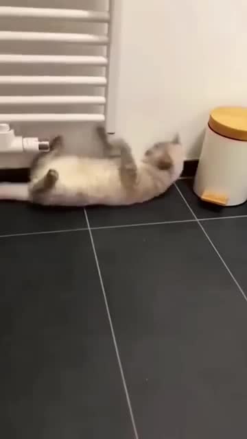 Funny cats and dogs)