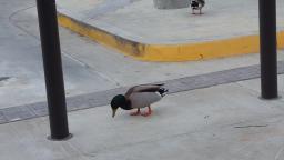 i met some ducks today