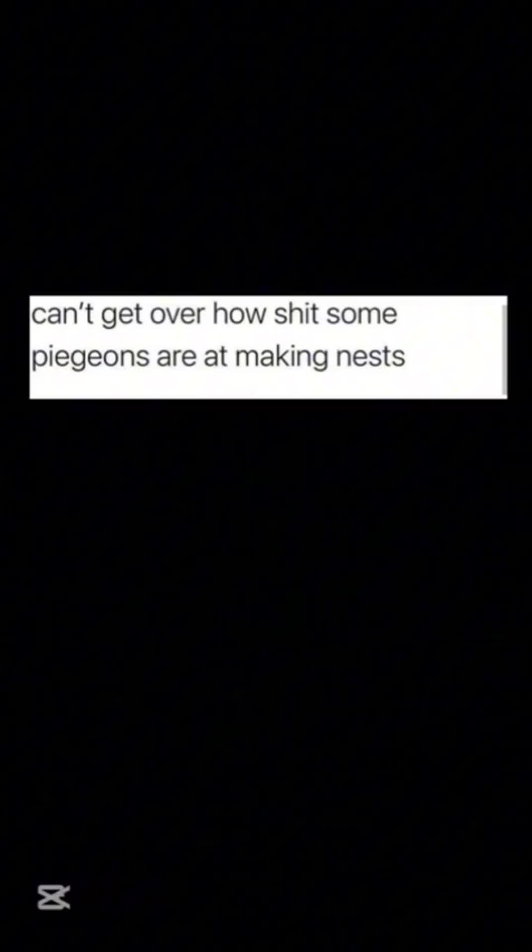 Pigeon memes