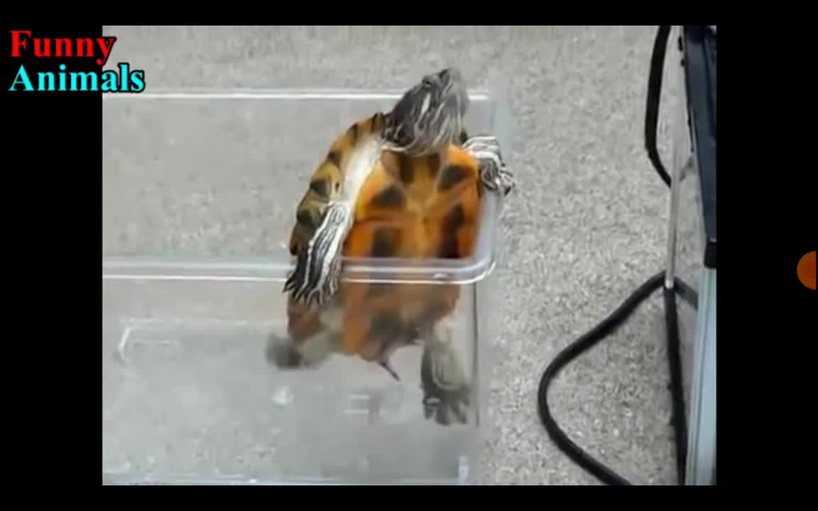 Turtles