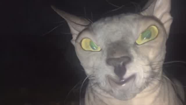 MoSyA cAt
