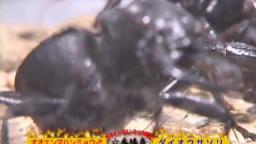 Japanese Bug Fights: Manticora Tiger Beetle vs. Emperor Scorpion (S02E22)