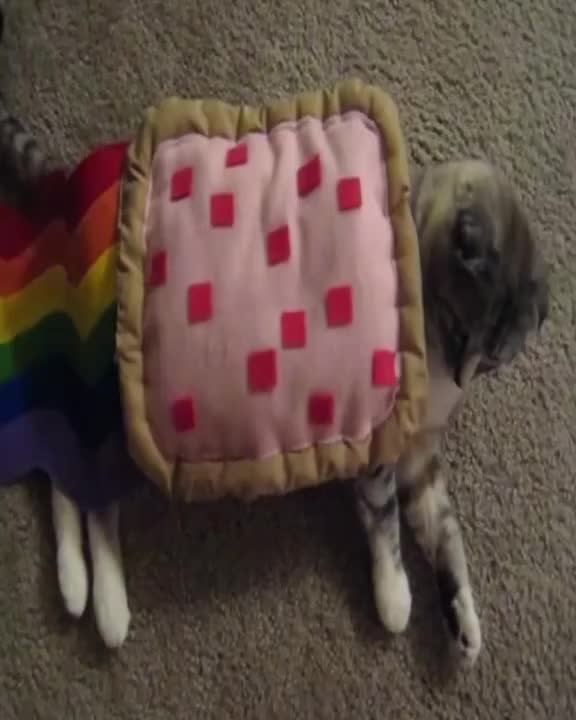 NYAN CAT IN REAL LIFE