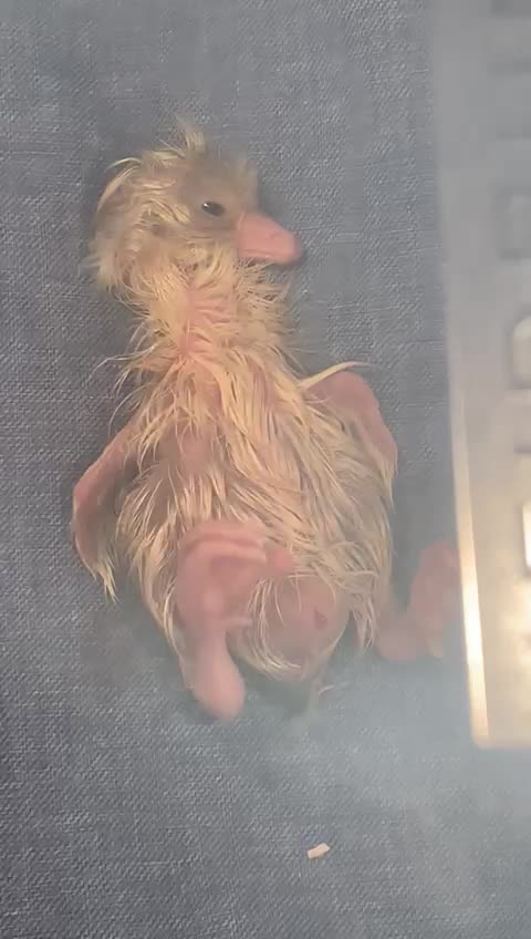 Newborn goose in SF4-MELO's house