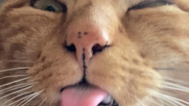 My cat when he's ticklish