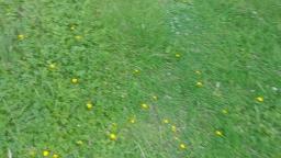 Gayfoot spotted 29/07/2019