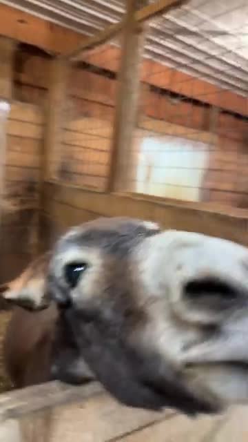 Creepy ass donkey