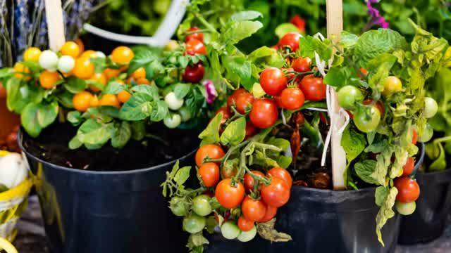 Garden Update March 18th 2025
